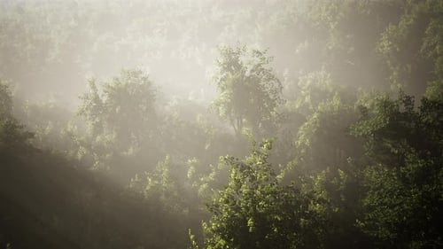 Fog in a Forest at Aerial View