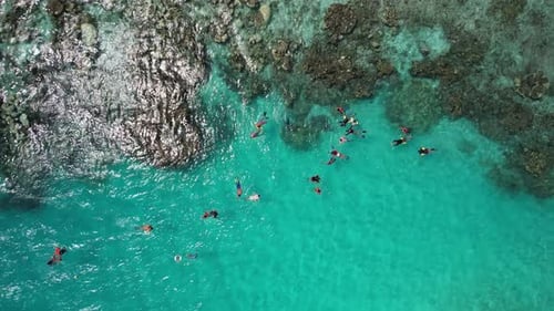 Tropical Ocean Snorkeling Adventure on Coral Reef