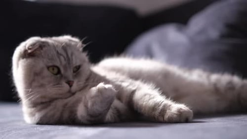 Relaxed Grey Tabby Cat Lounging Indoors