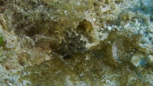 Beautiful Cyerce nigricans nudibranch gracefully gliding on the soft corralled ocean floor looking f