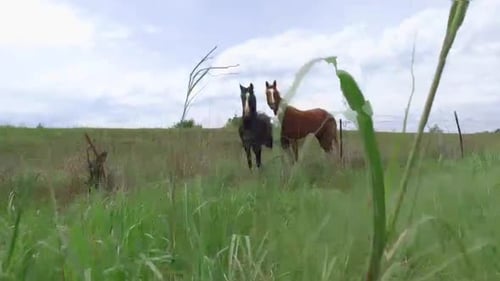 La caméra sort de l'herbe de la prairie pour voir deux chevaux debout près d'une clôture à bétail, Kans