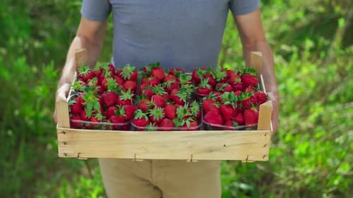 Fresh Strawberries in Crate Being Held Outdoors