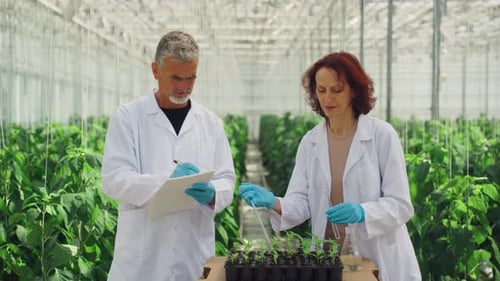 Biological Scientists are Studying Effect Pesticides on Plants When Planted in Greenhouse Garden
