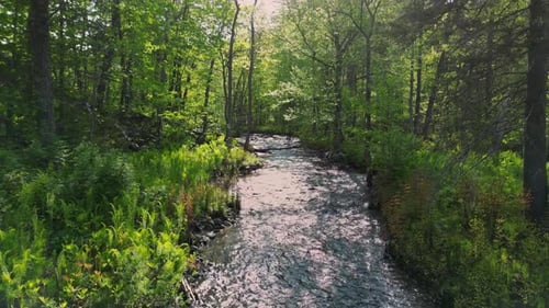 River in the woods at sunset
