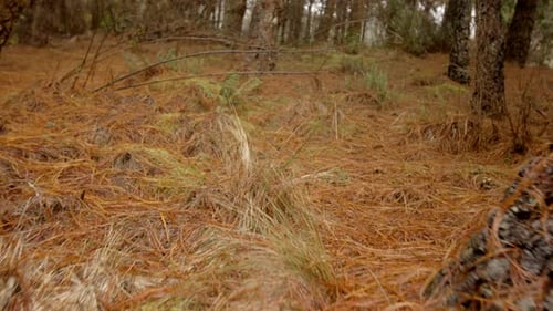 Cloud forest and vegetation, pine needles steady cam