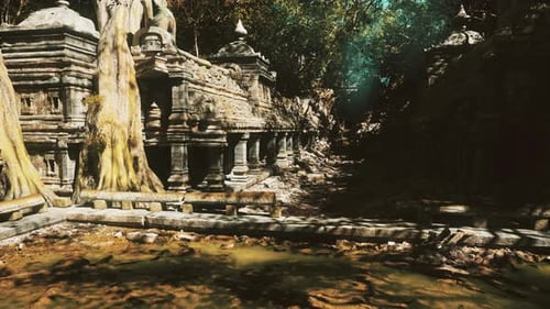 Sunlight Filters Through Dense Canopy Illuminating Mystical Roots and Ruins