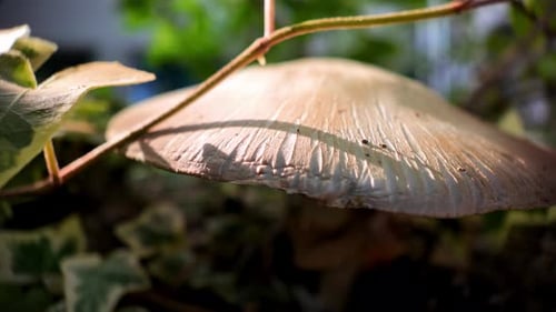 Slow motion with Agaricus mushroom in a coniferous forest