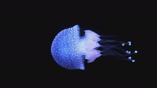 Medusa tropical Phyllorhiza Punctata Medusa com manchas brancas subaquáticas