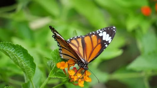 Ein Schmetterling und eine Libelle auf Blumen, darunter eine Nahaufnahme eines Monarchfalters