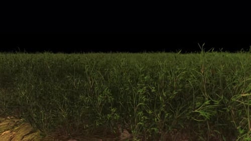 Grass wind black background