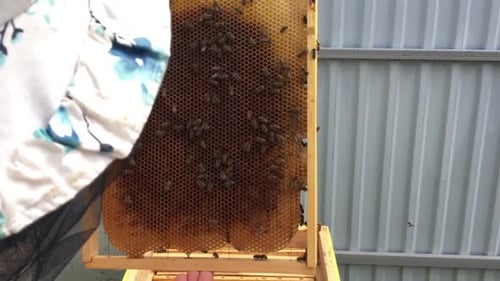 Beautiful Winged Bee Slowly Flies to Beehive Collect Nectar on Private Apiary from Live Flowers