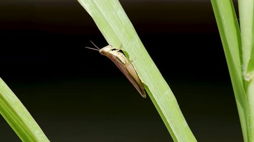 Macro Shot of a Small Grasshopper Feeding on a Green Leaf. Detailed Insect Close-up in Nature