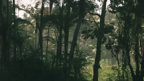 Lush Jungle Vegetation Observed During Early Morning in Vietnam