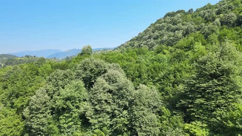 aerial forest landscape