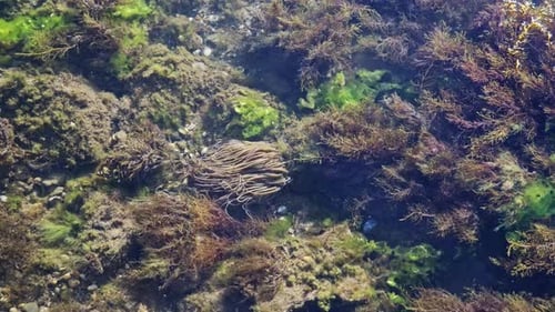 Sea Anemone and Seaweed Underwater
