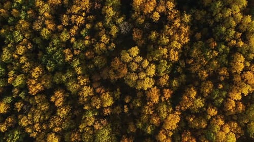 Autumn Forest Aerial Top View From Drone