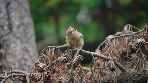 Ground Squirrel Sitting On A Branch In The Forest