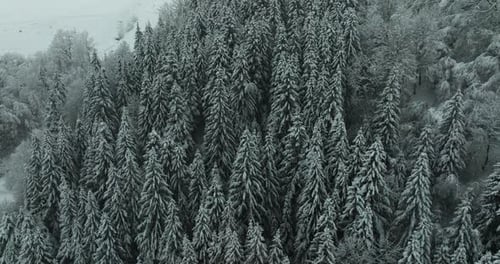 Snowy Forest Aerial View in Winter