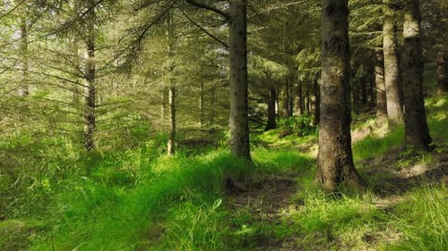 Manhã de verão na floresta Magnífico pinheiro verde em clima ensolarado Floresta mágica de verão
