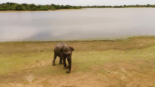 Elephant in Its Natural Environment Sri Lanka