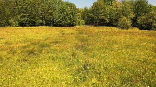 Protected wildlife area, green meadow and forest.