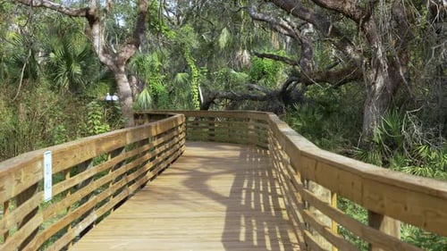 Wooden Boardwalk in North Port Florida Trail Footpath in Tropical Jungles with Green Palm Trees and