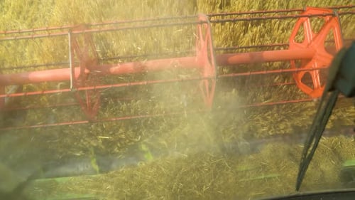 Close-up of a combine harvester cutting through golden wheat on a sunny day