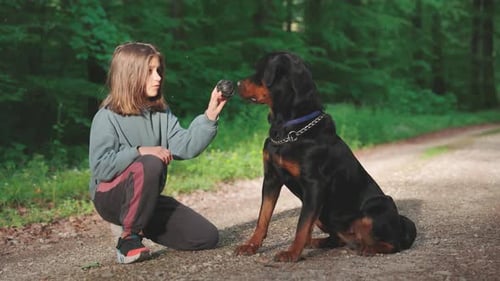 Girl Trains Her Dog of the Rottweiler Breed with a Dog Ball on a Path in a Green Forest