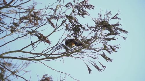 Sooty-headed Bulbul or Kutilang bird is perching on the tree branch - Pycnonotus aurigaster