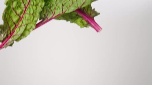 Feuilles de bette à carde verte fraîche, vert, pluie, ralenti, arrière-plan blanc, gros plan