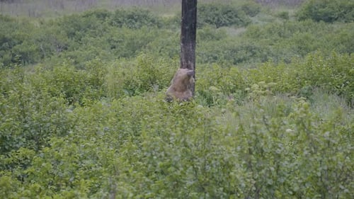 Brown Bear, grizzly bear scratching the back at a telephone pole in the Aleutian Islands, Alaska