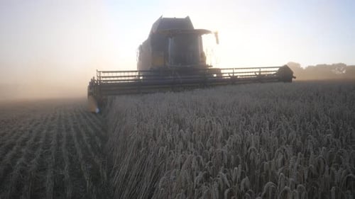 Vorderansicht des Getreideerntemähers, der in der Abenddämmerung Weizen erntet, fährt durch den Feldschnitt