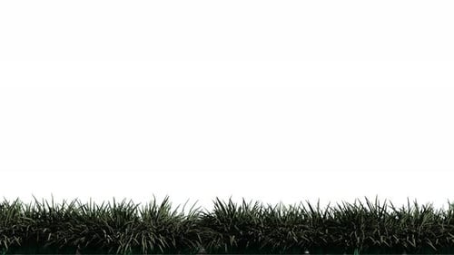 black grass on transparent background alpha channel.