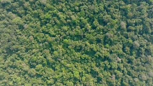 Amazonas-Regenwald von oben