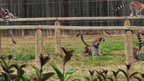 Animal Lemur Family In Nature