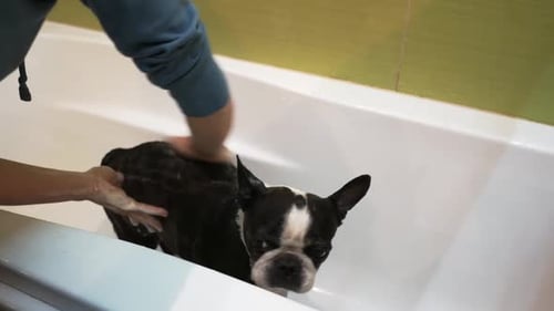 Dog in bathtub is washed by owner at home