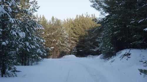 Empty Snowcovered Forest Road Winding Through Tall Pine Trees Peacefully