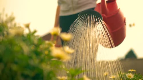 Woman Watering Flowers From Red Can in Sunlight Cultivating Outside in Backyard Area Farming Out in