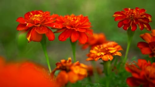 Vibrant Orange Flowers Blooming in Lush Garden