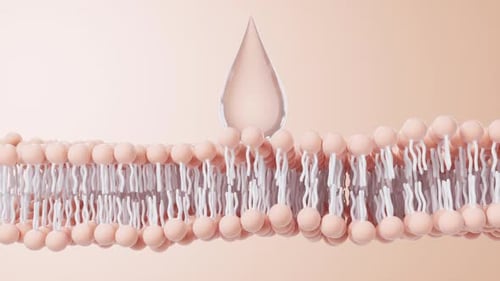 3D Liquid Droplet Absorption by Cell Membrane