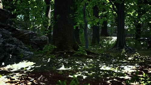 Tree Roots with Green Moss at Spring