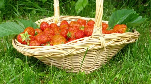 A Basket Full of Strawberries
