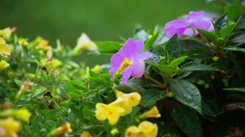 Rain Drops Falls on the Beautiful Pink and Yellow Flowers on Summer Time