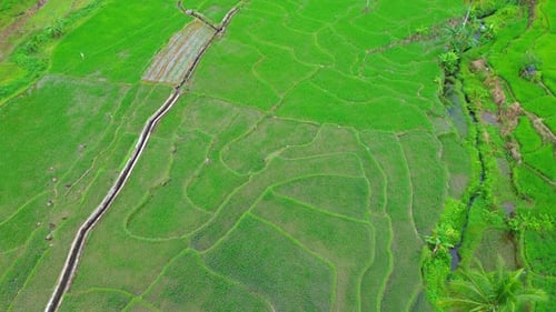 Beautiful morning view indonesia Panorama Landscape paddy fields with beauty color and sky natural