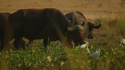 La manada de búfalos Syncerus caffer que camina penosamente por aguas pantanosas amanece con garcetas ganaderas en la reserva de Uganda