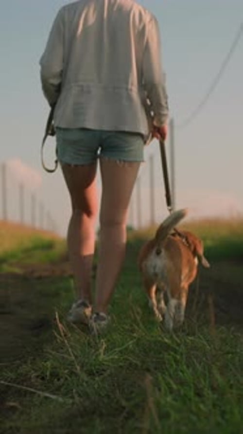 Propriétaire de chien promenant son chien sur un chemin de terre rural sous un soleil éclatant