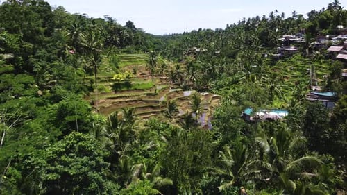 Drone footage of Tegallalang Rice Terrace in Bali capturing the iconic landscape. With lush green fi