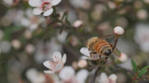 Bee collects fresh nectar from flower then flies away, close up