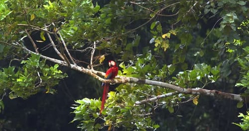 Single Scarlet thront in einem Ast, während sich die umliegenden Regenwaldbäume bei böigen Winden wiegen