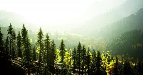 Sunlight Filtering Through Trees in a Lush Mountainous Forest Area